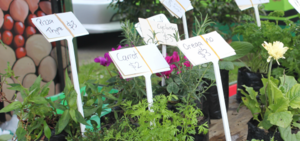 Pokeno Farmers Market